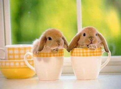 Ostern - Hey Honey Easterbunny! Im Ammertal